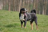 BOUVIER D'APPENZELL 107